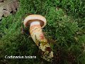 Cortinarius bolaris-amf666-1